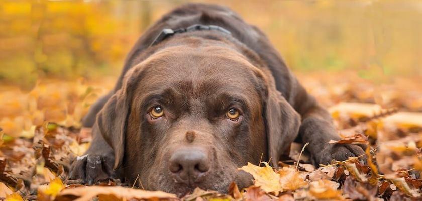 Labrador Cinsi Köpeklerin A'dan Z'ye Tüm Özellikleri