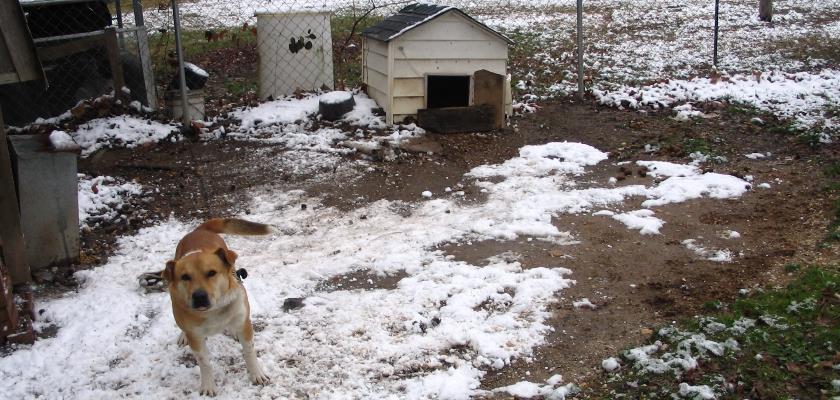Veterinerlerden Köpek sahiplerine Uyarı: Köpeklerinizi Dondurucu Soğuklardan Korumak İçin Önleminizi Alın