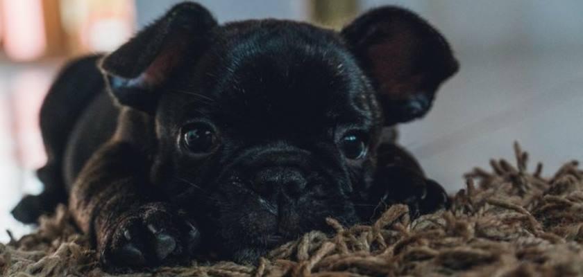 French Bulldog Yavrusu Yetiştirirken Önerilen Eğitim ve Beslenme Tavsiyeleri