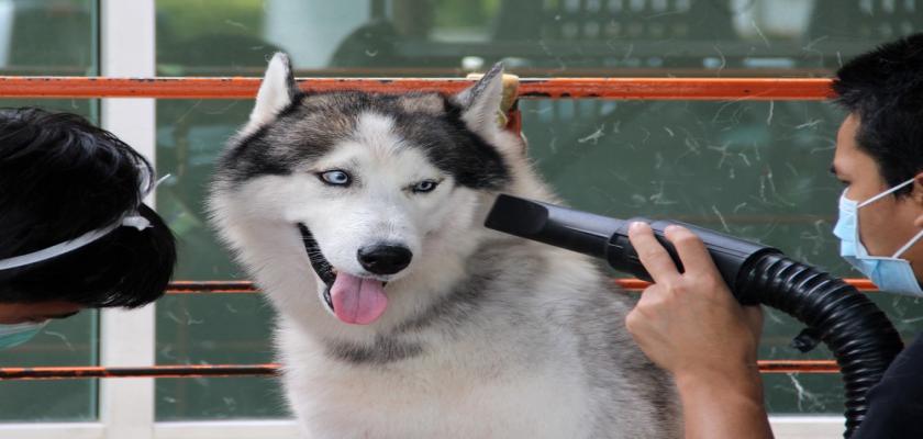 Husky (Sibirya Kurdu) İçin Bakım Tüyoları