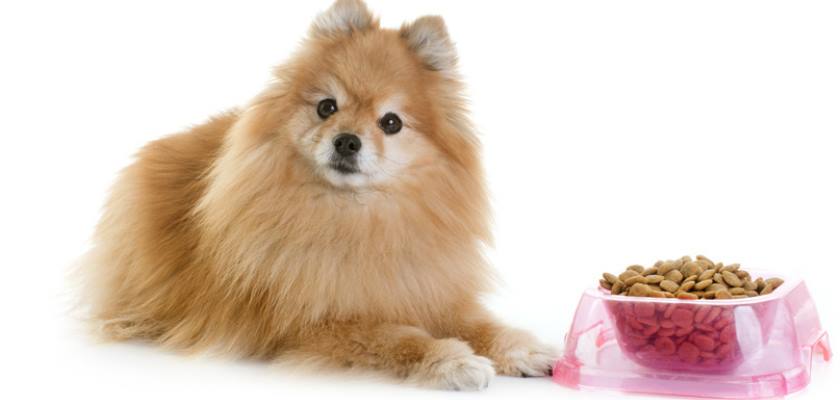 Sağlıklı Pomeranian Besleme Sırları