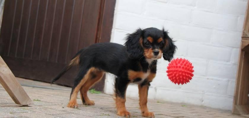 Yetişkin ya da Yavru Köpek İçin Günlük Rutin