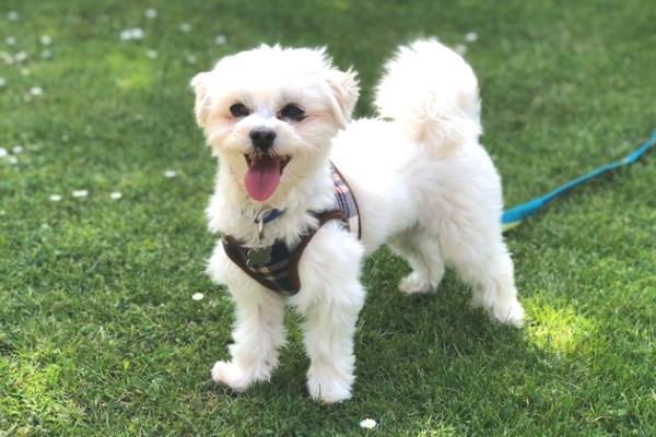 Maltese Terrier Malta Kopegi