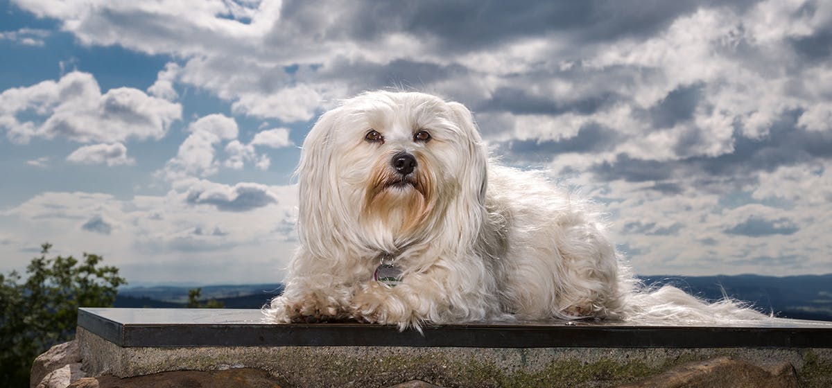 Terrier Maltese Ana Vatanı ve Üretim Yerleri Neresidir?