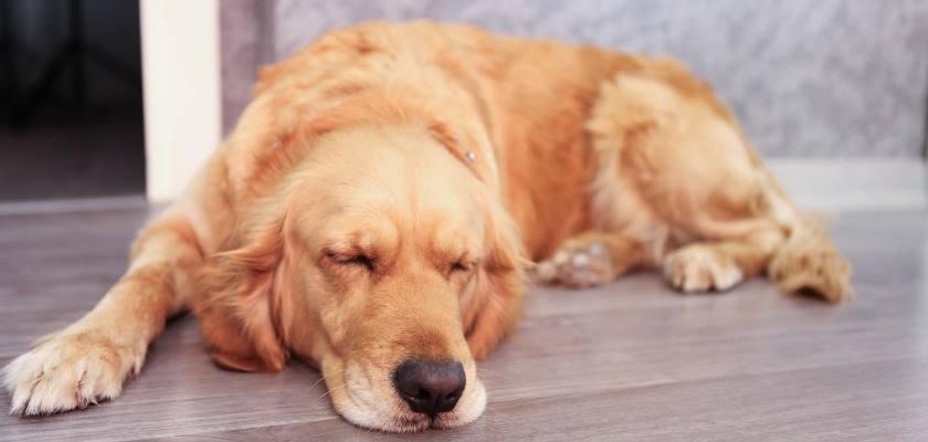 Köpeklerde Gizli Tehlike; Şeker Hastalığı