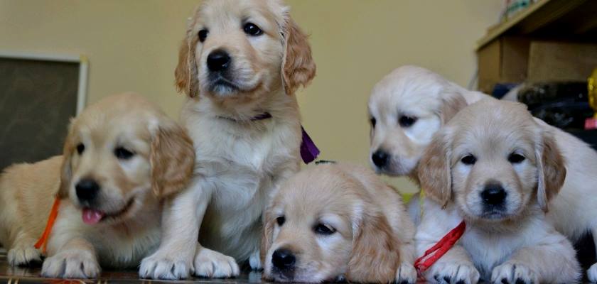 Golden Retriever Fiyatlari Hakkinda Bilinmesi Gerekenler