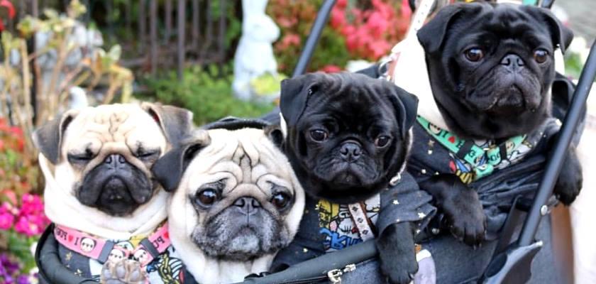 Pug'lar Nasıl Köpeklerdir?