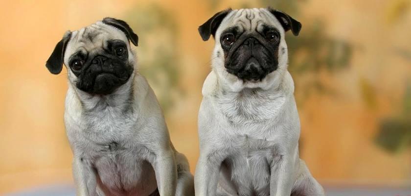 Pug Cinsi Köpeği Gününü Nasıl Geçirmeli?