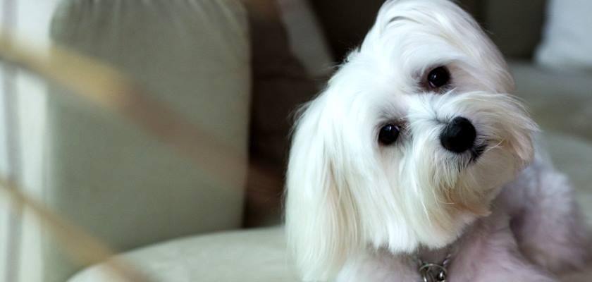 Terrier Maltese'ın Hassas Olduğu Konular Nelerdir?  