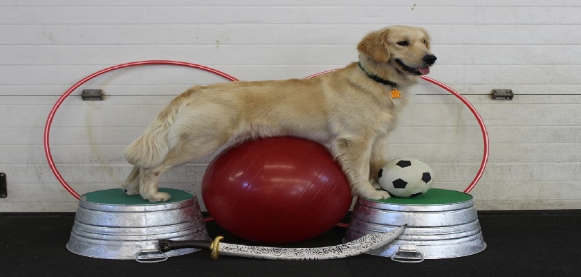 Mükemmel Golden Retriever Eğitim Rehberi