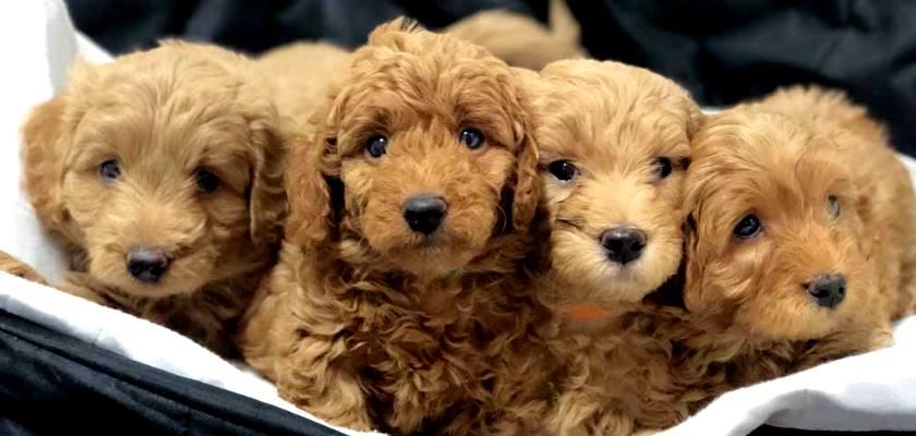 İlk Kez Köpek Sahiplenecekler İçin Poodle Toy Uygun Bir Cins Mi?