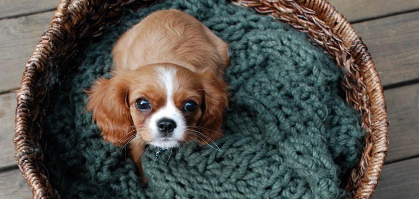 Cavalier King Charles İçin Minik Bakım Tüyolar