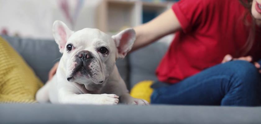 French Bulldog İçin Bakım Önerileri