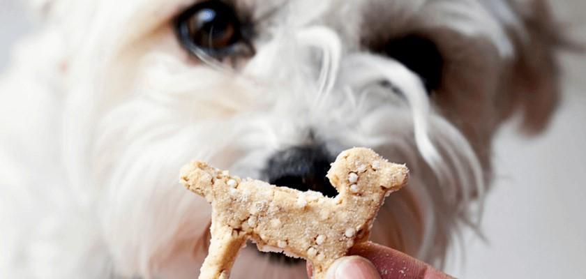 Köpek Ödül Bisküvisi Tarifleri, Pratik Ev Yapımı