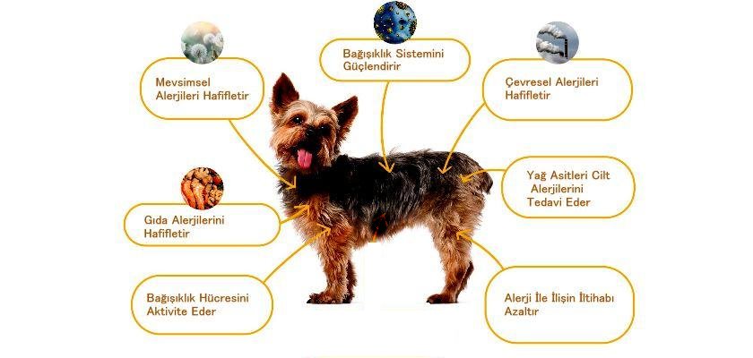 Köpeklerde ve Evcil Hayvanlarda En Sık Görülen Hayvan Alerjileri