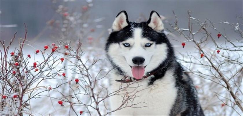 Husky (Sibirya Kurdu) İçin Bilinmesi Gereken 8 Egzersiz Önerisi