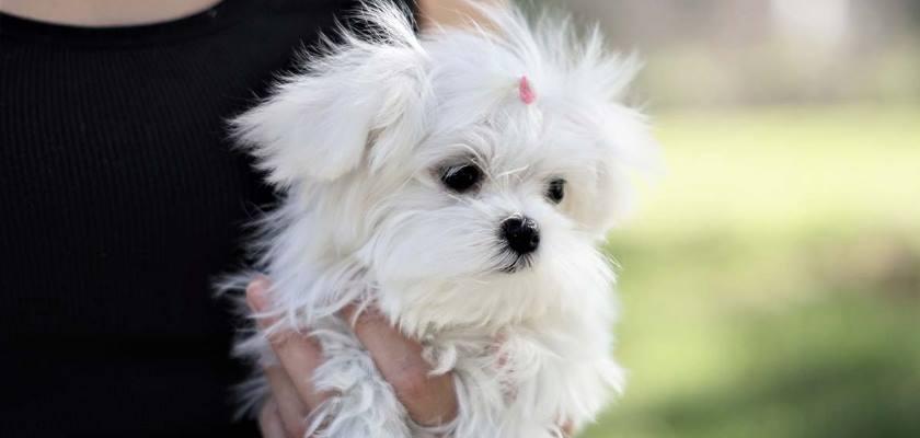 Neden Bir Terrier Maltese Sahiplenmeliyim?