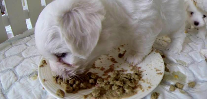 Yavru Bir Terrier Maltese'ın İlk Beslenmesi Nasıl Olmalıdır?