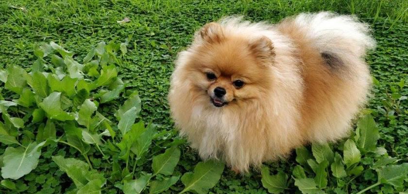 Pomeranian Cinsini Diğer Irklardan Ayıran Özellikleri