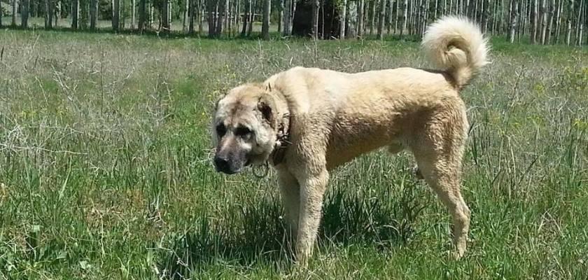 Kangallarda Yavru Yeme Sorunun Nedeni Bulundu, Tedaviye Geçildi