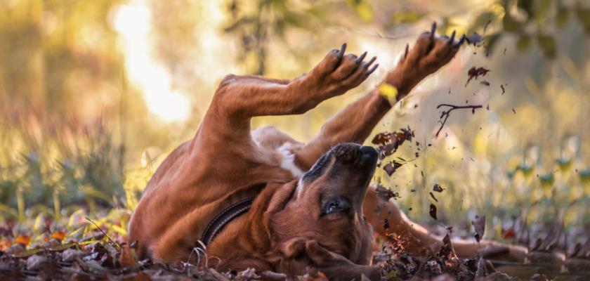 2019 Uluslararası “Yılın Köpek Fotoğrafçısı” Yarışmasından 30 Muhteşem Fotoğraf
