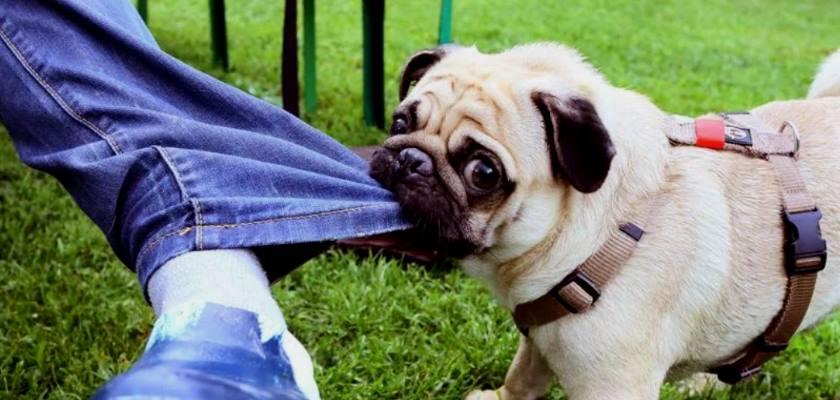 pug lar isirma eyleminde bulunur mu