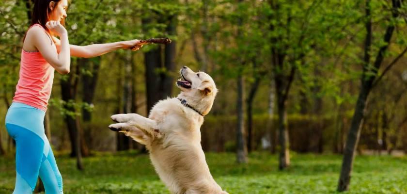 Köpeklerin En Sevdiği 13 Eğlenceli, Kolay Oyunlar 