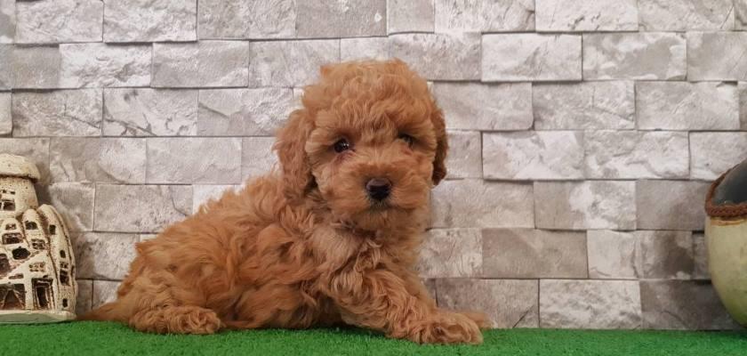 Toy Poodle Cinsinin Kendi Irkına Özgü Özellikleri