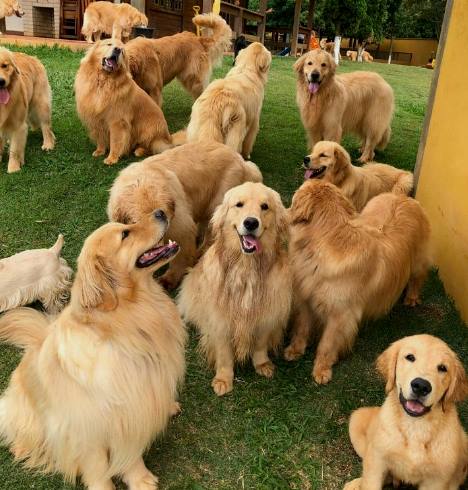 Golden Retriever Fiyatlari Hakkinda Bilinmesi Gerekenler