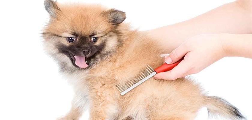 Pomeranian Icin 5 Onemli Bakim Tuyosu