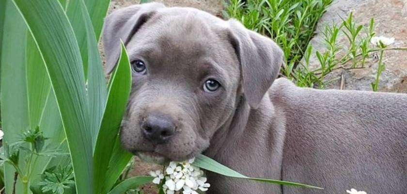 Pitbull Yavrusu Bakımında Davranış ve Beslenme İle İlgili Bilinmesi Gerekenler