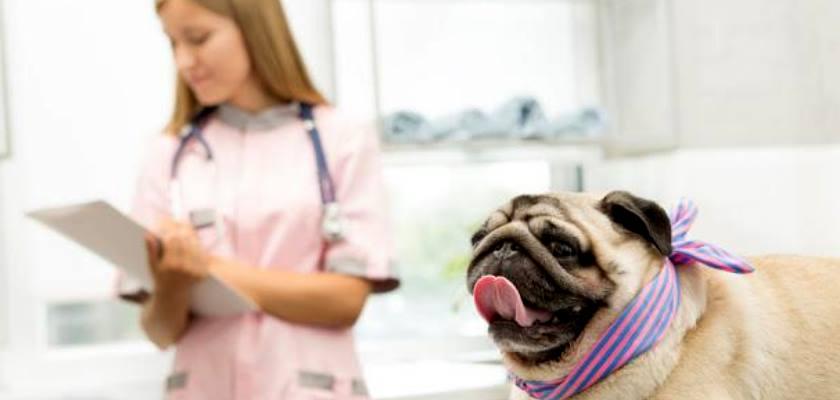 Pug Köpeklerde Görülen Yaygın ve Genetik Hastalıklar Nelerdir?