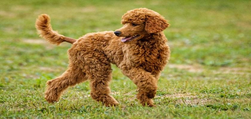 A dan Z ye Poodle Toy Eğitimi