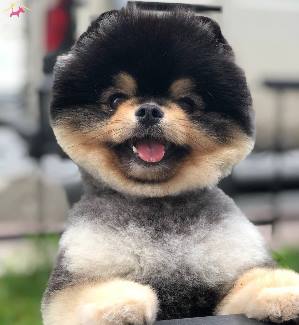 Pomeranian Boo Fiyatlari