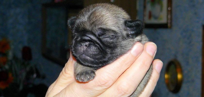 İlk Defa Yavru Pug Sahipleneceklerin Bilmesi Gerekenler