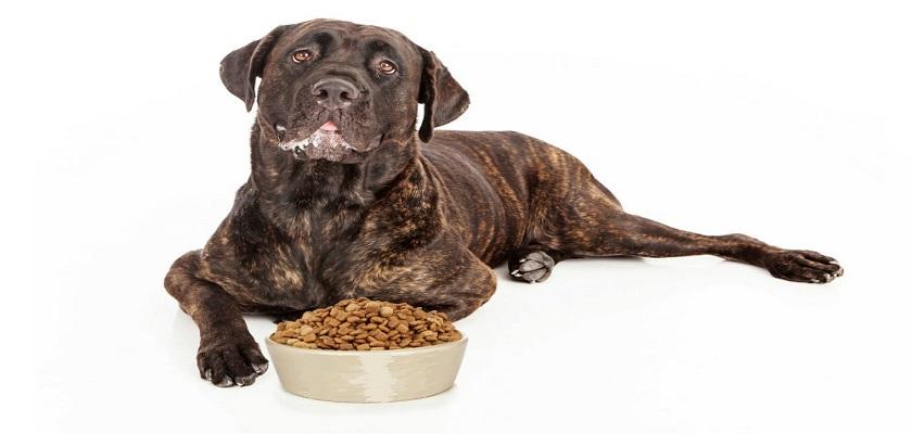 Cane Corso Beslerken Dikkat Etmeniz Gereken Hususlar