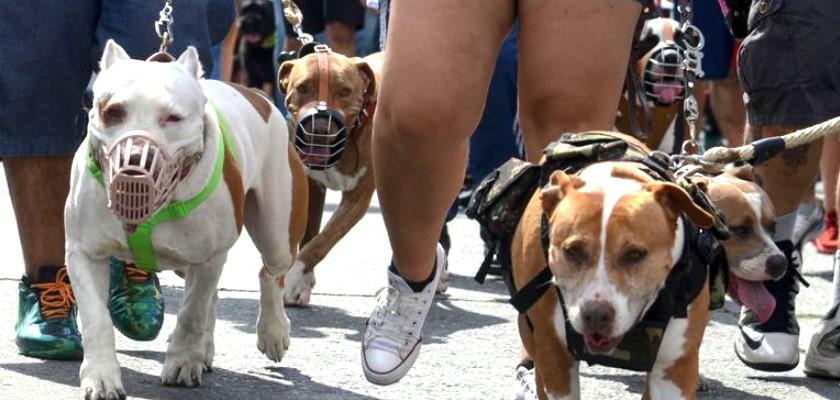 Dünyanın En Güçlü Çene Basıncına Sahip Köpek Cinsleri