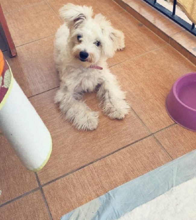 Iyi Egitimli Bir Terrier Maltese Icin Bilinmesi Gereken Temel Bilgiler