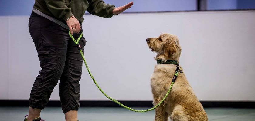 Köpek İtaat Eğitimi Nasıl Verilir?