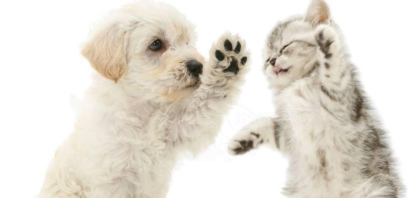 Terrier Maltese Kedileri İle Aynı Yerde Yaşayabilir Mi?