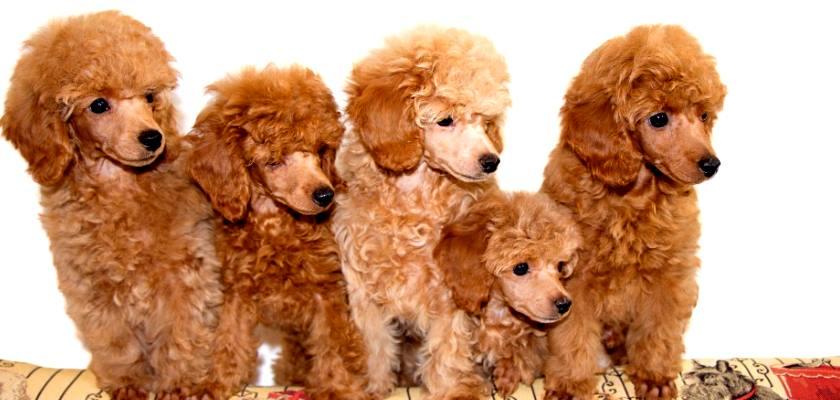 Poodle Toyların Genel Olarak Fiziki Ölçü ve Yapısı Nedir?