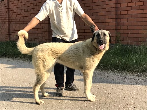 Anadolu Kopek Irklari