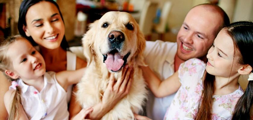 Apartmanda, Evde Beslenebilecek Aile Dostu 20 Köpek Cinsi