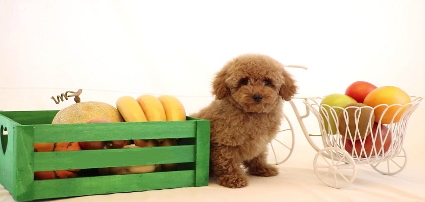 Poodle- Toy Köpekler İçin Doğru Beslenme Planı