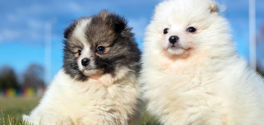 Orijinal Pomeranian İçin Önemli Tavsiyeler, Bir Profesyonelden