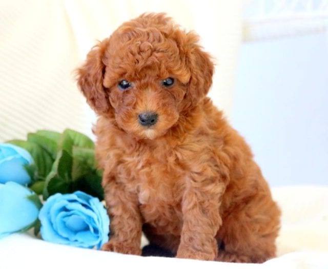 Toy Poodle Cinsinin Kendi Irkina Ozgu Ozellikleri