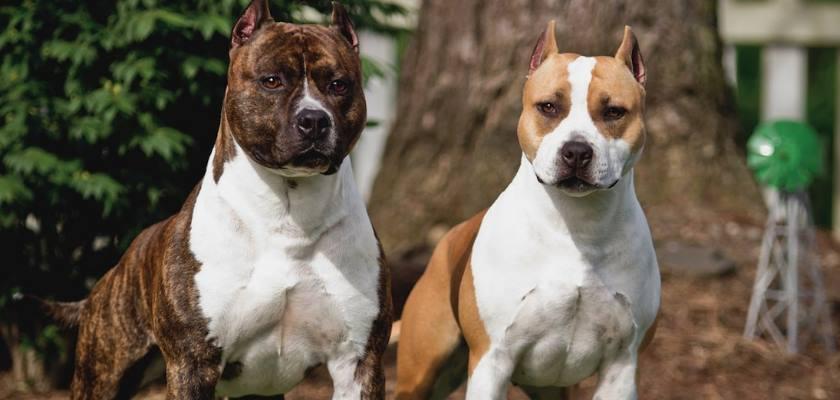 American Staffordshire Terrier Cinsinin Bilinmesi Gereken 10 Önemli Özelliği