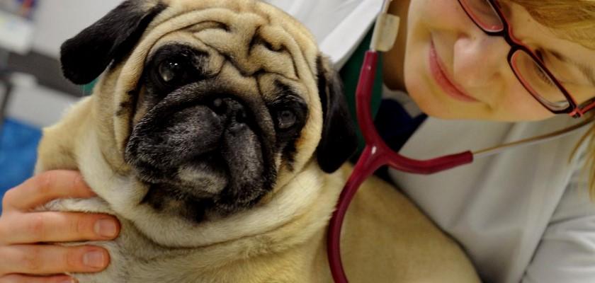 Pug Köpeklerinde Yaygın Olan Hastalık Türleri