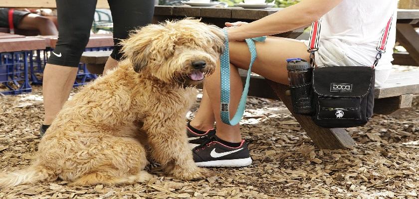 Köpek Sahibinin Çantasında Olması Gereken 5 Önemli Eşya