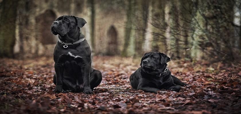 Cane Corsa Mutlu Olacağı Düzenli Bakım Tüyoları